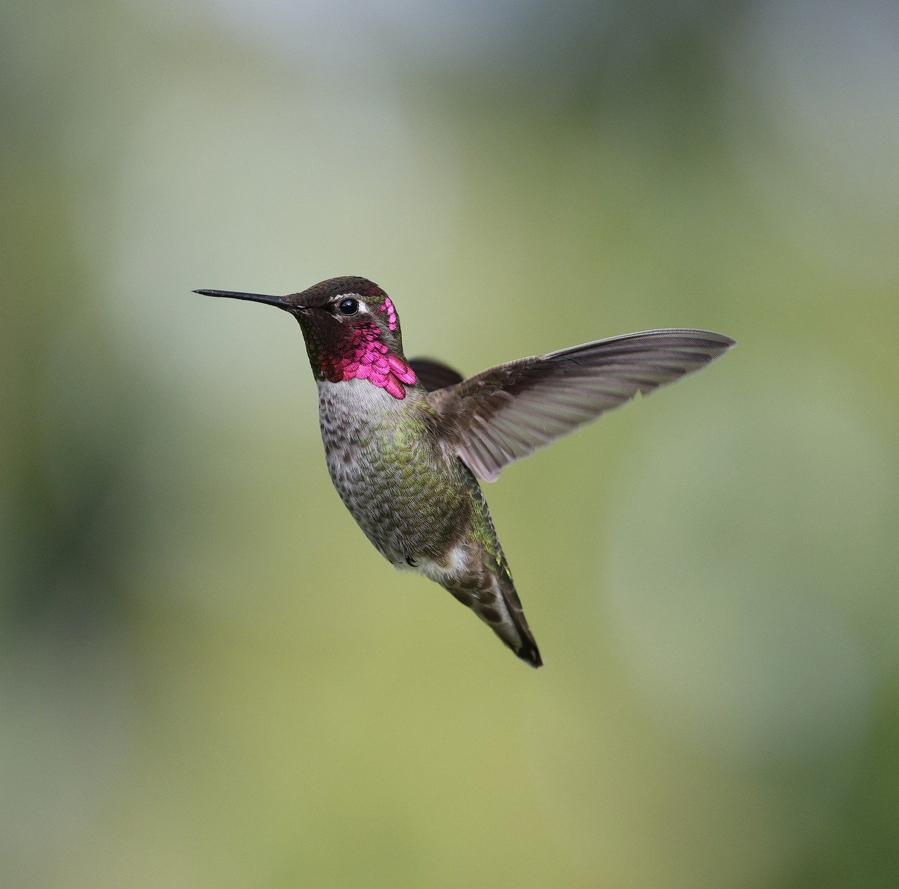 anna-hummingbird