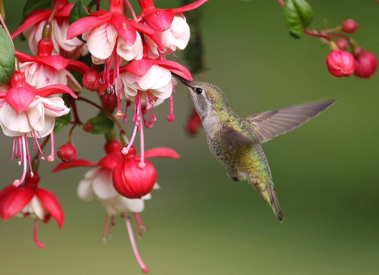 hummingbird and fuscia