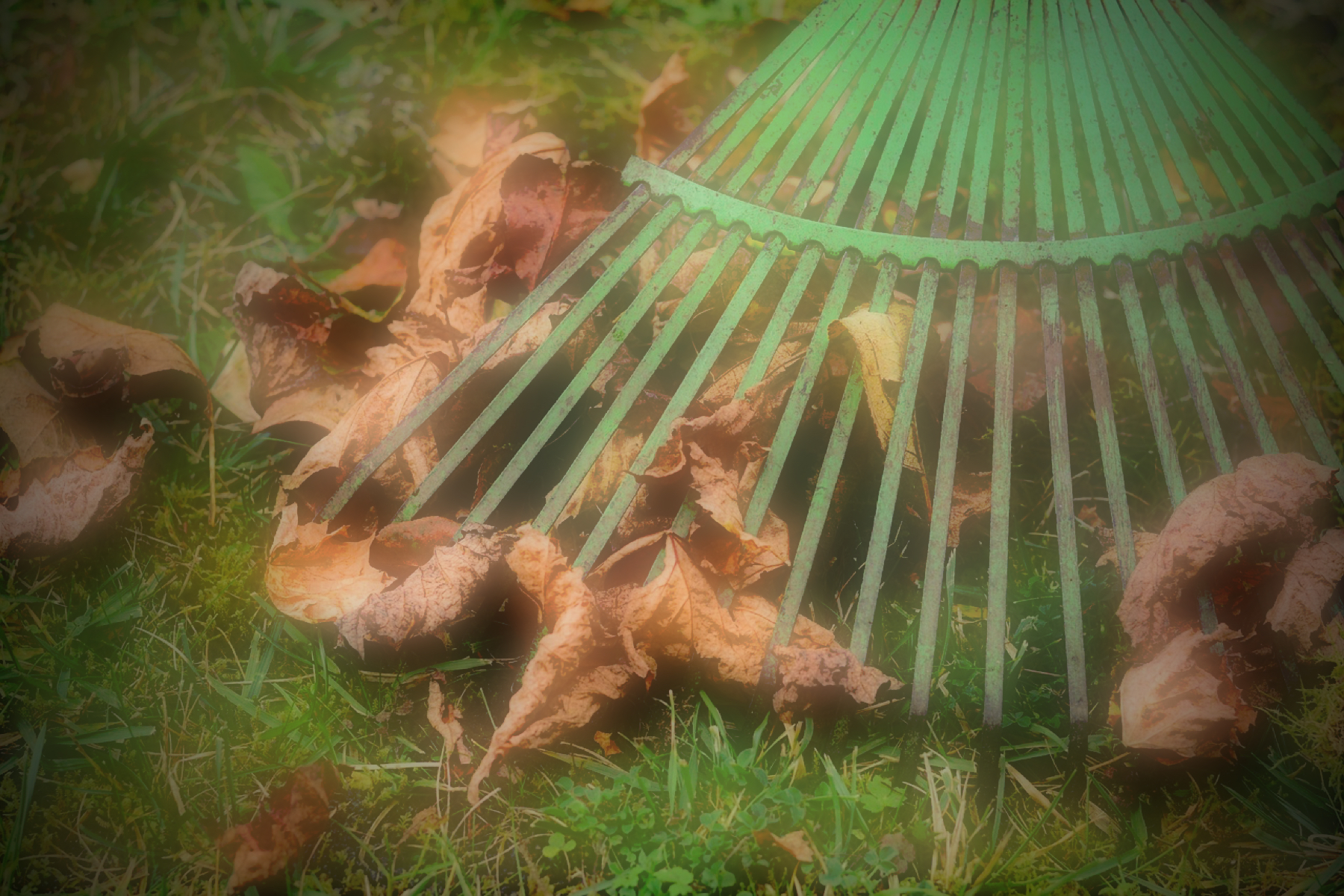 leaves and rake