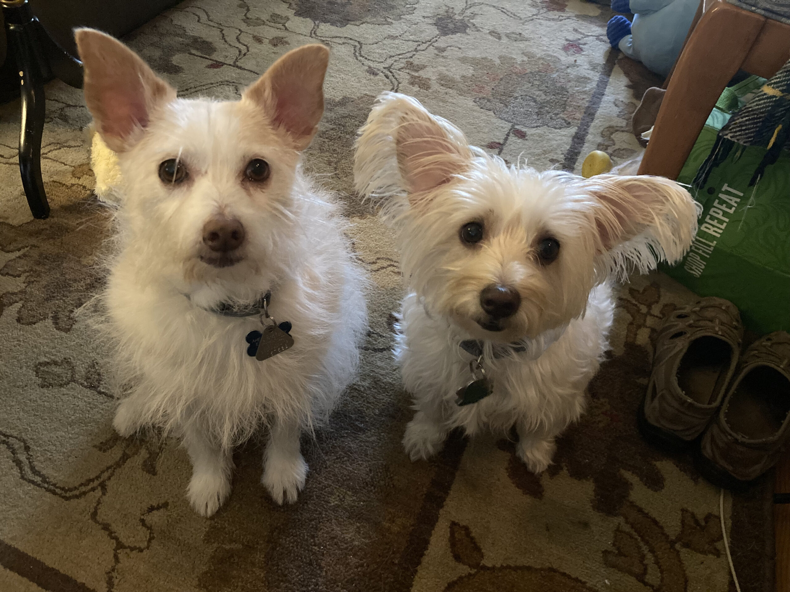 Sophie and Daisy Looking at Me