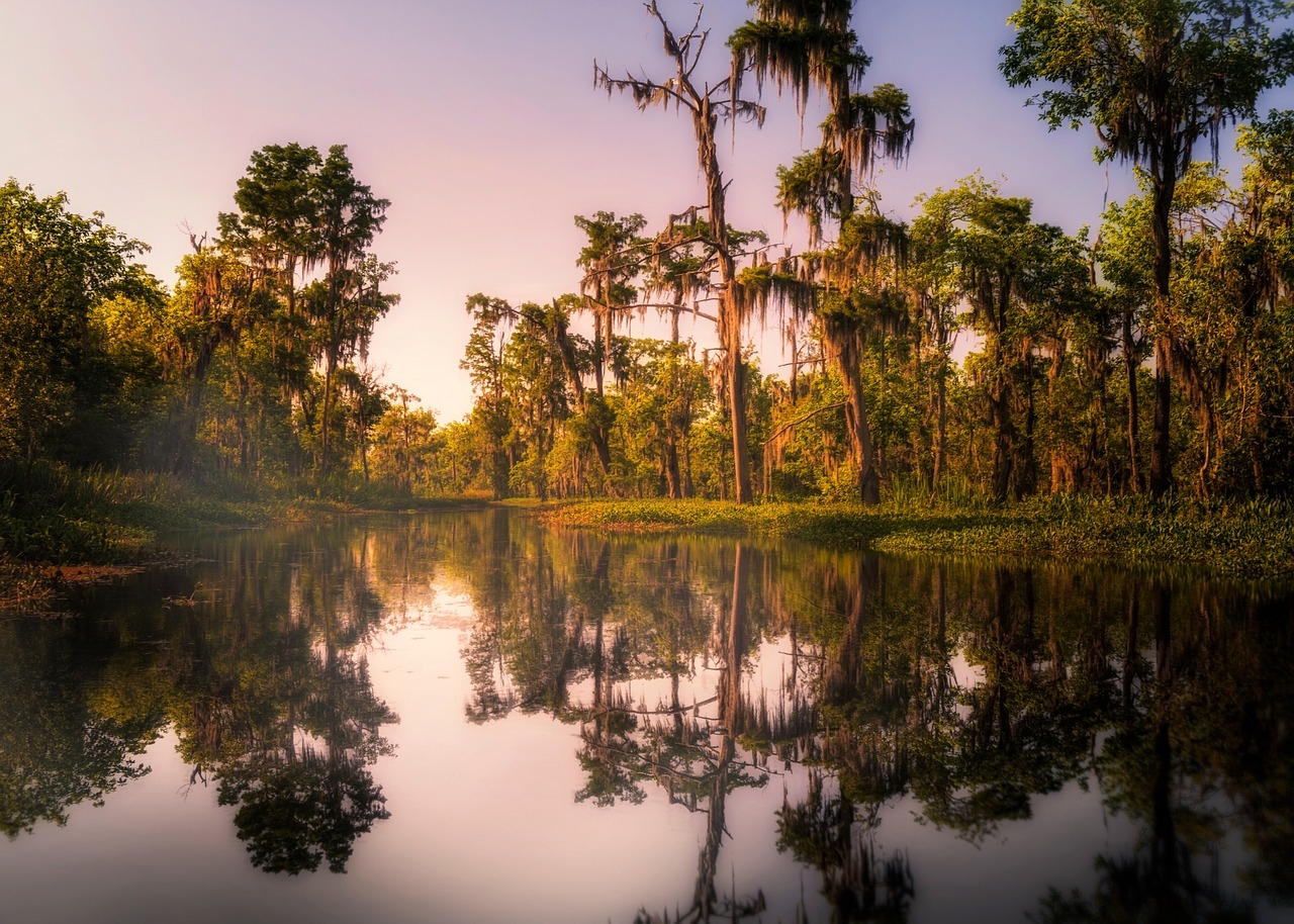 Swamp at sunset